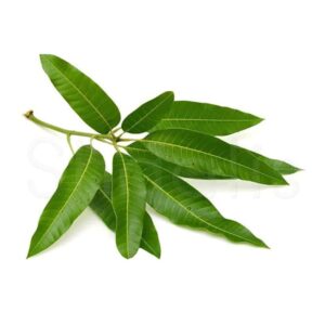 mango-leaves-1-300x300-1.jpg